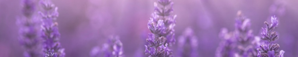 lavender