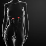Female adrenal anatomy x-ray